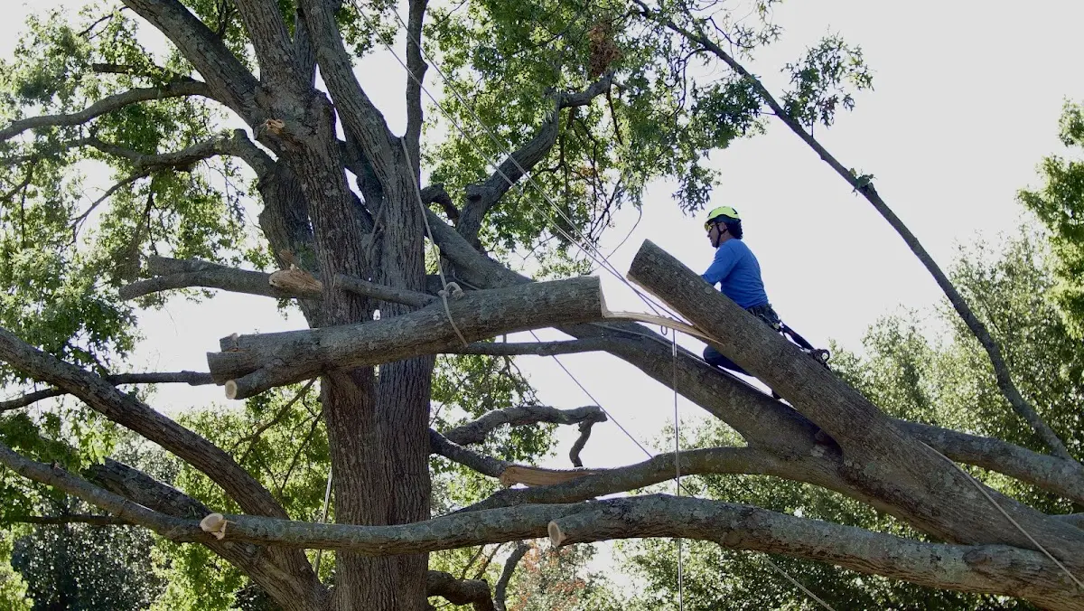 Professional Crown Thinning performed by certified arborists in Mather