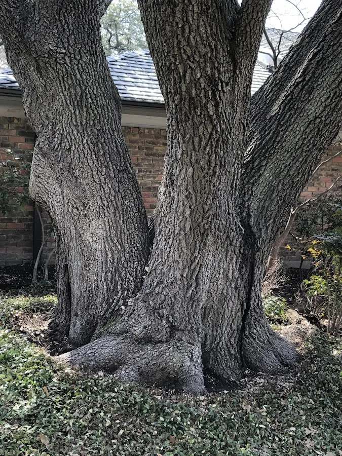 Mature heritage tree close to a Mather property cared for by certified arborists