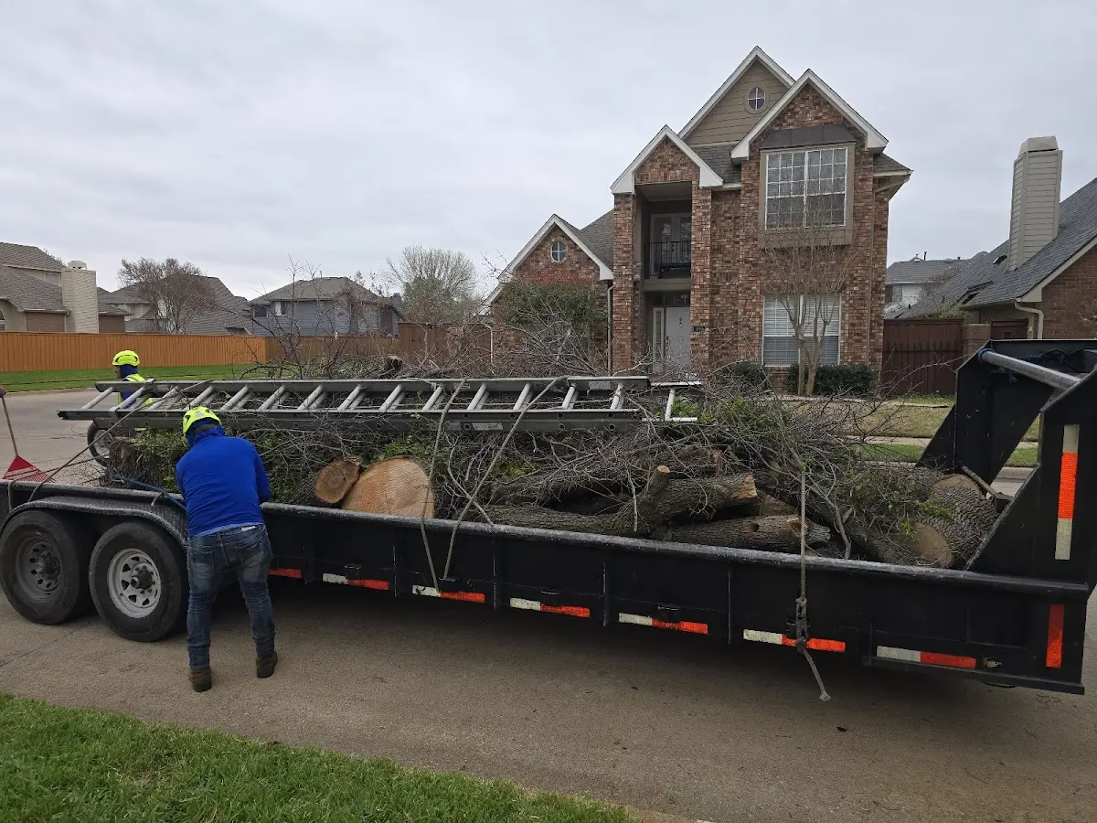 Expert Tree Pest Control with proper safety equipment in Mather